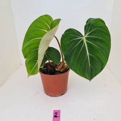 #2 Philodendron Gloriosum
