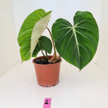 Load image into Gallery viewer, #2 Philodendron Gloriosum