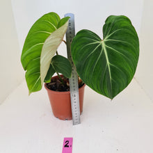 Load image into Gallery viewer, #2 Philodendron Gloriosum