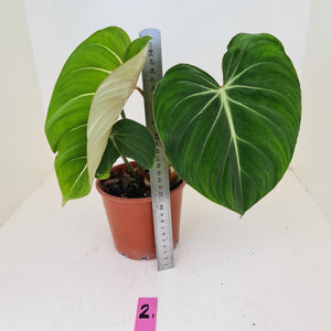 #2 Philodendron Gloriosum
