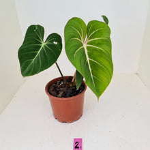 Load image into Gallery viewer, #2 Philodendron Gloriosum