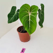 Load image into Gallery viewer, #2 Philodendron Gloriosum