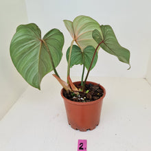 Load image into Gallery viewer, #2 Philodendron Gloriosum