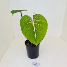 Load image into Gallery viewer, #12 Philodendron Gloriosum