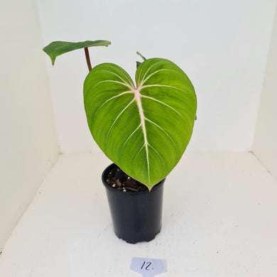 #12 Philodendron Gloriosum