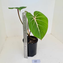 Load image into Gallery viewer, #12 Philodendron Gloriosum