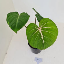 Load image into Gallery viewer, #12 Philodendron Gloriosum