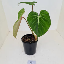 Load image into Gallery viewer, #12 Philodendron Gloriosum