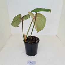 Load image into Gallery viewer, #12 Philodendron Gloriosum