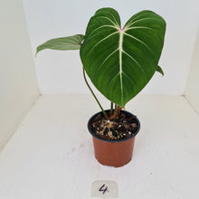Load image into Gallery viewer, #4 Philodendron Gloriosum