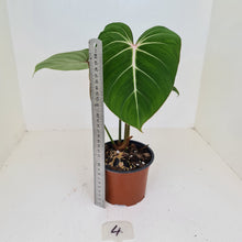 Load image into Gallery viewer, #4 Philodendron Gloriosum