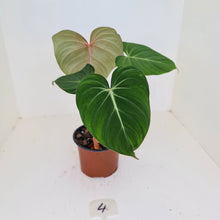 Load image into Gallery viewer, #4 Philodendron Gloriosum