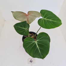 Load image into Gallery viewer, #4 Philodendron Gloriosum