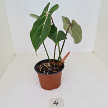 Load image into Gallery viewer, #4 Philodendron Gloriosum