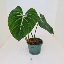 Load image into Gallery viewer, #5 Philodendron Gloriosum