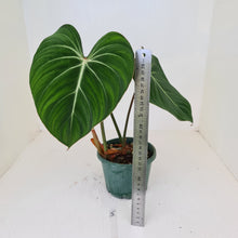 Load image into Gallery viewer, #5 Philodendron Gloriosum