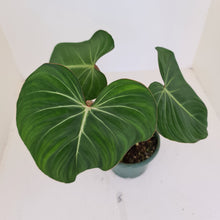 Load image into Gallery viewer, #5 Philodendron Gloriosum