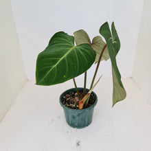 Load image into Gallery viewer, #5 Philodendron Gloriosum