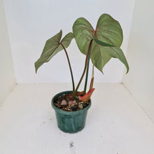 Load image into Gallery viewer, #5 Philodendron Gloriosum