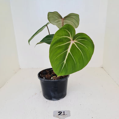 #21 Philodendron Gloriosum