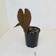 Load image into Gallery viewer, #1 Anthurium Hybrid Seedling