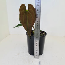 Load image into Gallery viewer, #1 Anthurium Hybrid Seedling