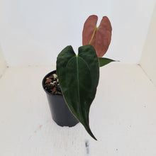 Load image into Gallery viewer, #1 Anthurium Hybrid Seedling