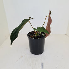 Load image into Gallery viewer, #1 Anthurium Hybrid Seedling