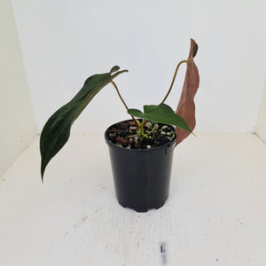 #1 Anthurium Hybrid Seedling