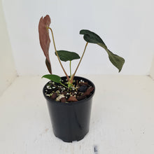 Load image into Gallery viewer, #1 Anthurium Hybrid Seedling