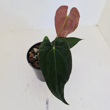 Load image into Gallery viewer, #1 Anthurium Hybrid Seedling