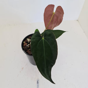 #1 Anthurium Hybrid Seedling