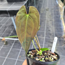 Load image into Gallery viewer, #1 Anthurium Hybrid Seedling