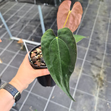 Load image into Gallery viewer, #1 Anthurium Hybrid Seedling