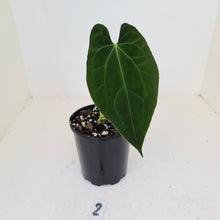 Load image into Gallery viewer, #2 Anthurium Hybrid Seedling