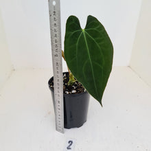 Load image into Gallery viewer, #2 Anthurium Hybrid Seedling
