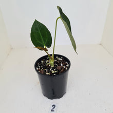 Load image into Gallery viewer, #2 Anthurium Hybrid Seedling