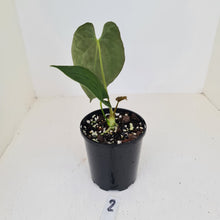 Load image into Gallery viewer, #2 Anthurium Hybrid Seedling