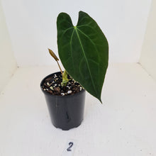 Load image into Gallery viewer, #2 Anthurium Hybrid Seedling