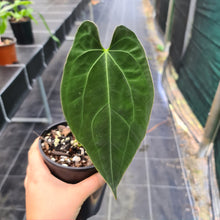 Load image into Gallery viewer, #2 Anthurium Hybrid Seedling