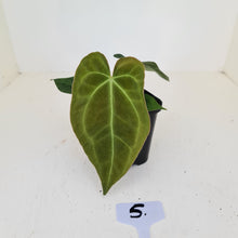 Load image into Gallery viewer, #5 Anthurium Papillilaminum Hybrid x - (Complex hybrid)