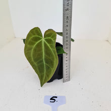 Load image into Gallery viewer, #5 Anthurium Papillilaminum Hybrid x - (Complex hybrid)