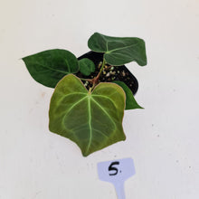 Load image into Gallery viewer, #5 Anthurium Papillilaminum Hybrid x - (Complex hybrid)