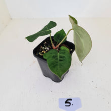 Load image into Gallery viewer, #5 Anthurium Papillilaminum Hybrid x - (Complex hybrid)