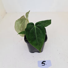 Load image into Gallery viewer, #5 Anthurium Papillilaminum Hybrid x - (Complex hybrid)