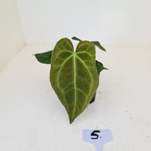 Load image into Gallery viewer, #5 Anthurium Papillilaminum Hybrid x - (Complex hybrid)