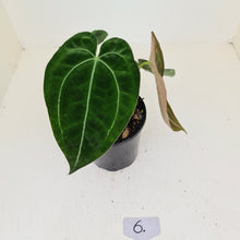 Load image into Gallery viewer, #6 Anthurium Papillilaminum Hybrid x - (Complex hybrid)