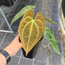 Load image into Gallery viewer, #6 Anthurium Papillilaminum Hybrid x - (Complex hybrid)