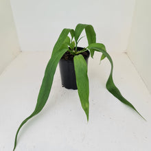 Load image into Gallery viewer, Anthurium Vittarifolium