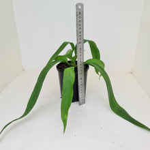 Load image into Gallery viewer, Anthurium Vittarifolium